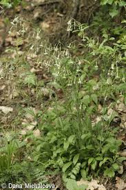 Attēlu rezultāti vaicājumam “Silene nutans”