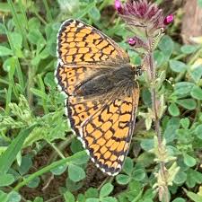 Attēlu rezultāti vaicājumam “Melitaea cinxia upperside”