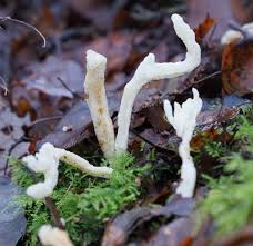 Attēlu rezultāti vaicājumam “Clavulina rugosa”