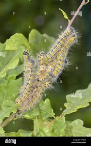 Attēlu rezultāti vaicājumam “Phalera bucephala larva”