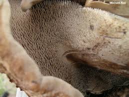 Attēlu rezultāti vaicājumam “Sarcodon imbricatum”