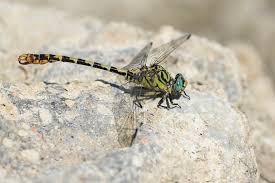 Attēlu rezultāti vaicājumam “Onychogomphus forcipatus”