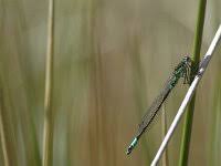 Attēlu rezultāti vaicājumam “Coenagrion armatum male”