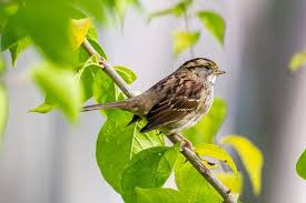 Image result for Zonotrichia albicollis