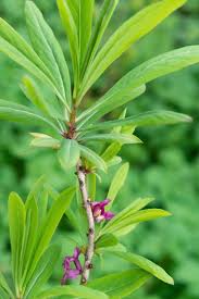 Attēlu rezultāti vaicājumam “Daphne mezereum leaf”