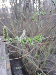 Attēlu rezultāti vaicājumam “Salix Vetrix”