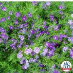 Image result for Nierembergia