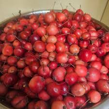 Attēlu rezultāti vaicājumam “Malus prunifolia fruit”