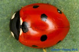 Attēlu rezultāti vaicājumam “Coccinella septempunctata”