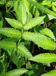 Attēlu rezultāti vaicājumam “Rubus illecebrosus”