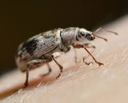 Attēlu rezultāti vaicājumam “Polydrusus tereticollis”