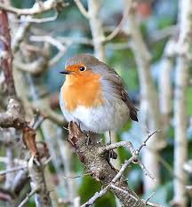 Attēlu rezultāti vaicājumam “Erithacus rubecula”