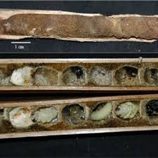 Attēlu rezultāti vaicājumam “Lamproderma pseudomaculatum”