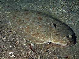 Image result for Solea solea