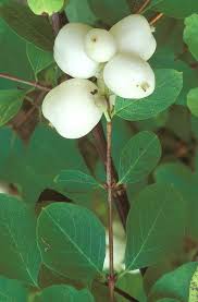 Attēlu rezultāti vaicājumam “Symphoricarpos albus”