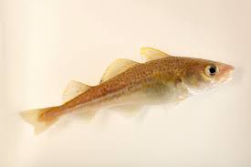 Image result for Gadus morhua