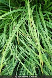 Attēlu rezultāti vaicājumam “Carex caryophyllea fruit”