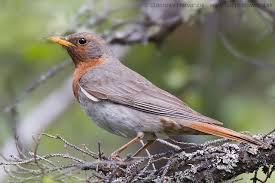 Image result for Turdus ruficollis