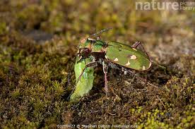 Attēlu rezultāti vaicājumam “Cicindela campestris”