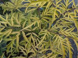 Attēlu rezultāti vaicājumam “Sambucus racemosa leaf”