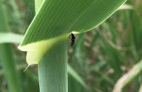 Attēlu rezultāti vaicājumam “Diderma roanense stalked”