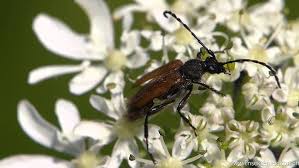Attēlu rezultāti vaicājumam “Paracorymbia maculicornis”