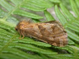 Attēlu rezultāti vaicājumam “Phymatopus hecta”