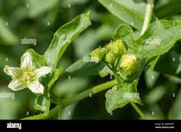Attēlu rezultāti vaicājumam “Bryonia alba flower”