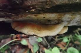 Attēlu rezultāti vaicājumam “Symphytocarpus flaccidus stalked”