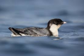 Image result for Synthliboramphus antiquus