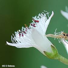 Attēlu rezultāti vaicājumam “Menyanthes trifoliata bud”