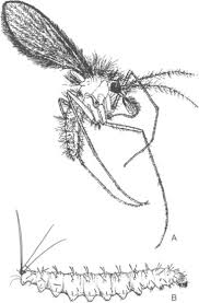 Attēlu rezultāti vaicājumam “Psychodidae”