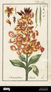 Image result for Cheiranthus cheiri