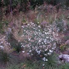 Attēlu rezultāti vaicājumam “Achillea salicifolia”