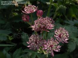 Image result for Astrantia majon `Abbey Road`