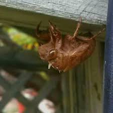 Attēlu rezultāti vaicājumam “Scardia boletella exuvia”