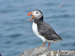 Image result for Fratercula arctica