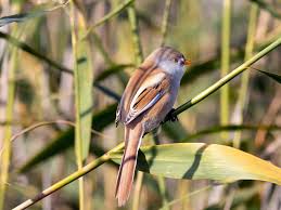 Attēlu rezultāti vaicājumam “Panurus biarmicus female”