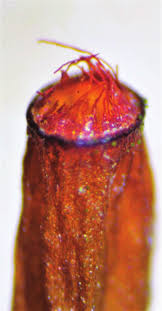 Attēlu rezultāti vaicājumam “Cinclidotus danubicus cells”