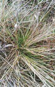 Attēlu rezultāti vaicājumam “Nardus stricta”