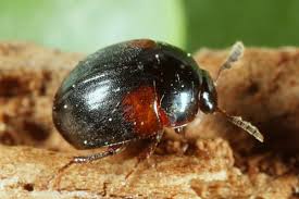 Attēlu rezultāti vaicājumam “Anisotoma humeralis”