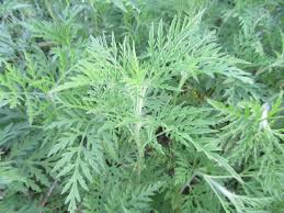 Attēlu rezultāti vaicājumam “Ambrosia artemisiifolia fruit”