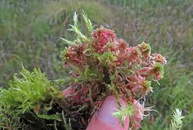 Attēlu rezultāti vaicājumam “Serpoleskea subtilis”