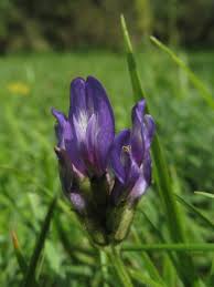 Attēlu rezultāti vaicājumam “Astragalus danicus leaf”