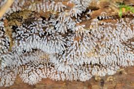 Attēlu rezultāti vaicājumam “Ceratiomyxa morchella stalked”