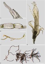 Attēlu rezultāti vaicājumam “Ephemerum serratum sporophyte”