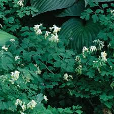 Attēlu rezultāti vaicājumam “Corydalis intermedia leaf”