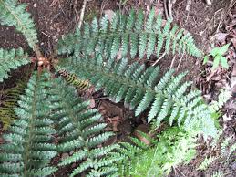 Attēlu rezultāti vaicājumam “Polystichum braunii”