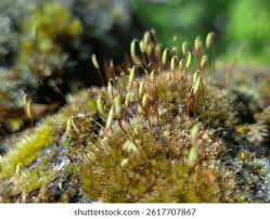 Attēlu rezultāti vaicājumam “Bryum caespiticium sporophyte”