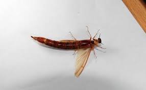 Attēlu rezultāti vaicājumam “Lymexylidae”